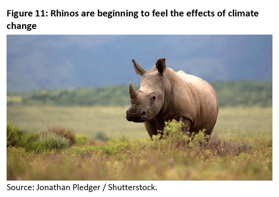 Figure 11- Rhinos are beginning to feel the effects of climate change