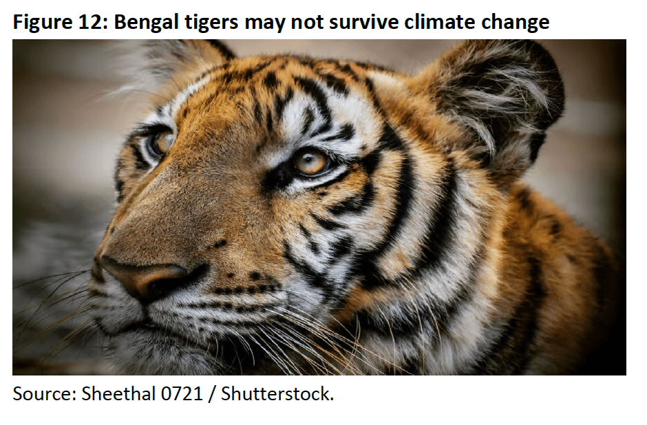Figure 12- Bengal tigers may not survive climate change