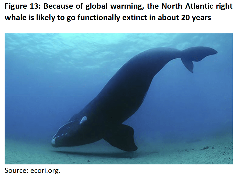 Figure 13 - Because of global warming, the North Atlantic right whale is likely to go functionally extinct in about 20 years