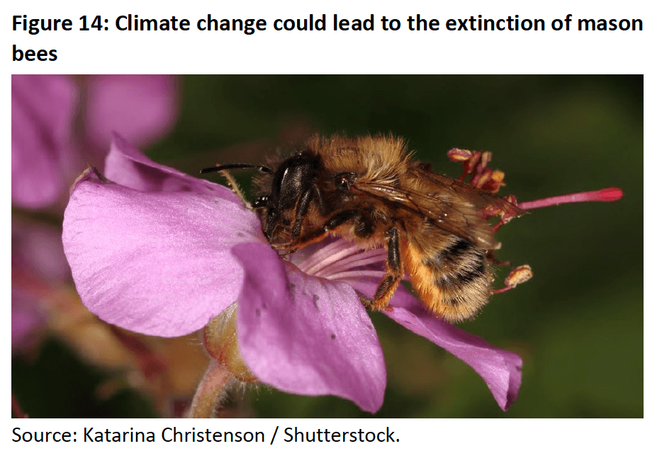 Figure 14- Climate change could lead to the extinction of mason bees