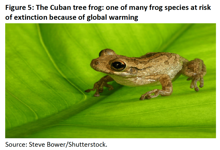 Figure 5- The Cuban tree frog- one of many frog species at risk of extinction because of global warming