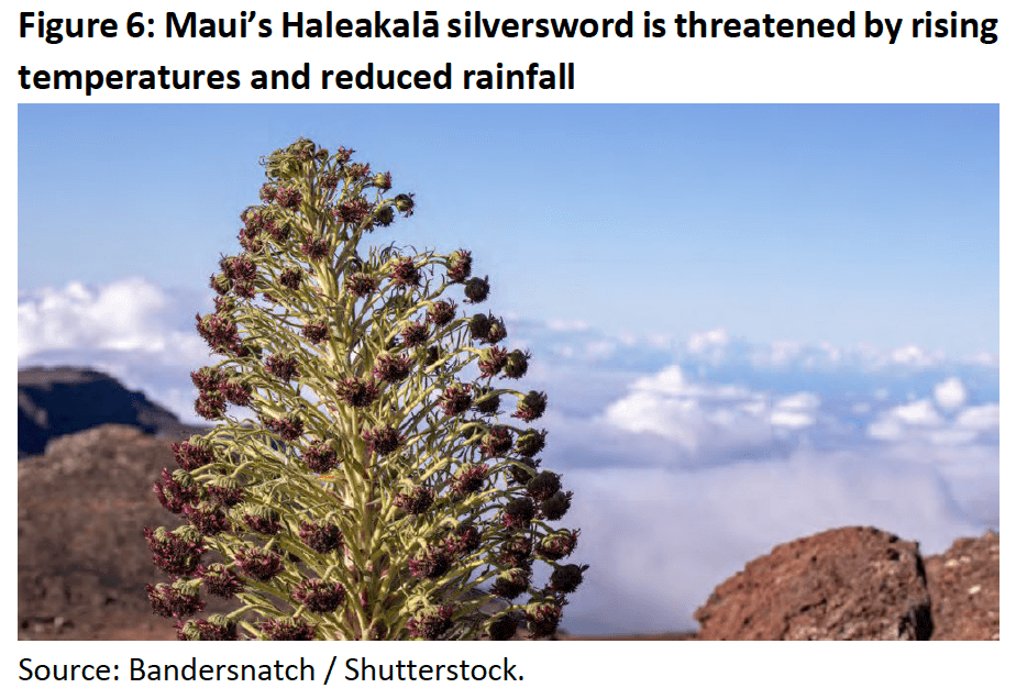 Figure 6- Maui’s Haleakalā silversword at risk of extinction by rising temperatures and reduced rainfall