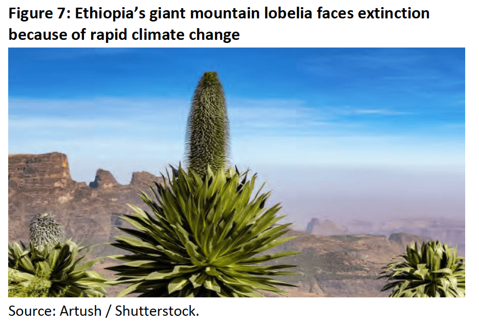 Figure 7- Ethiopia’s giant mountain lobelia faces extinction because of rapid climate change