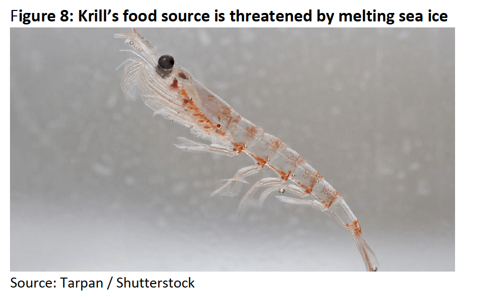 Figure 8- Krill is at risk of extinction because food source is threatened by melting sea ice