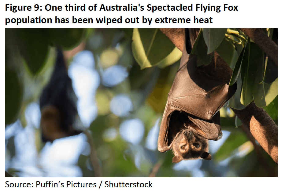 Figure 9- Extinction - One third of Australia's Spectacled Flying Fox population has been wiped out by extreme heat